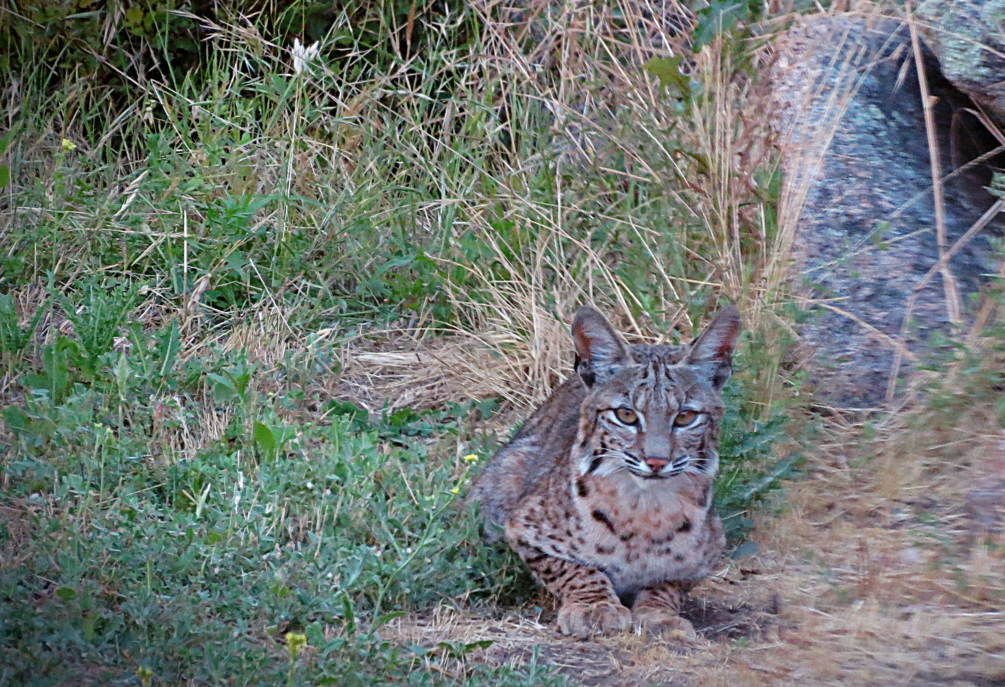 bobcat kitten8 xvc3.jpg