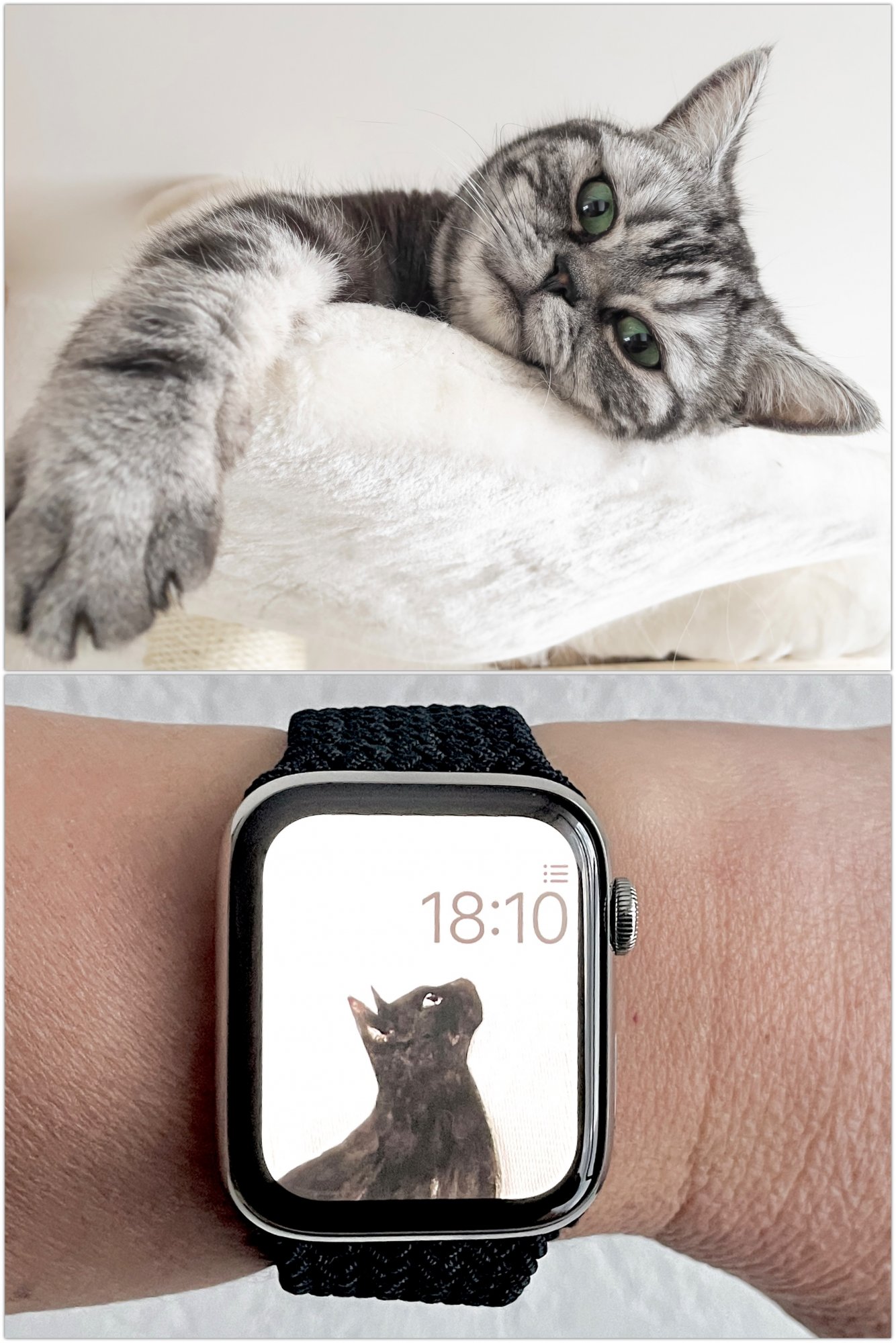 bonuscat2.JPG
