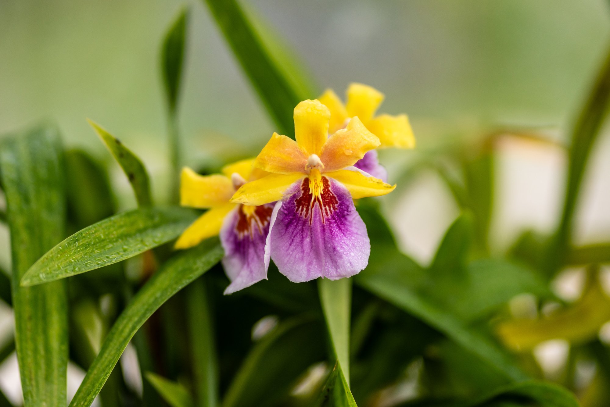 Botanical Gardens - 2500px-11.jpg
