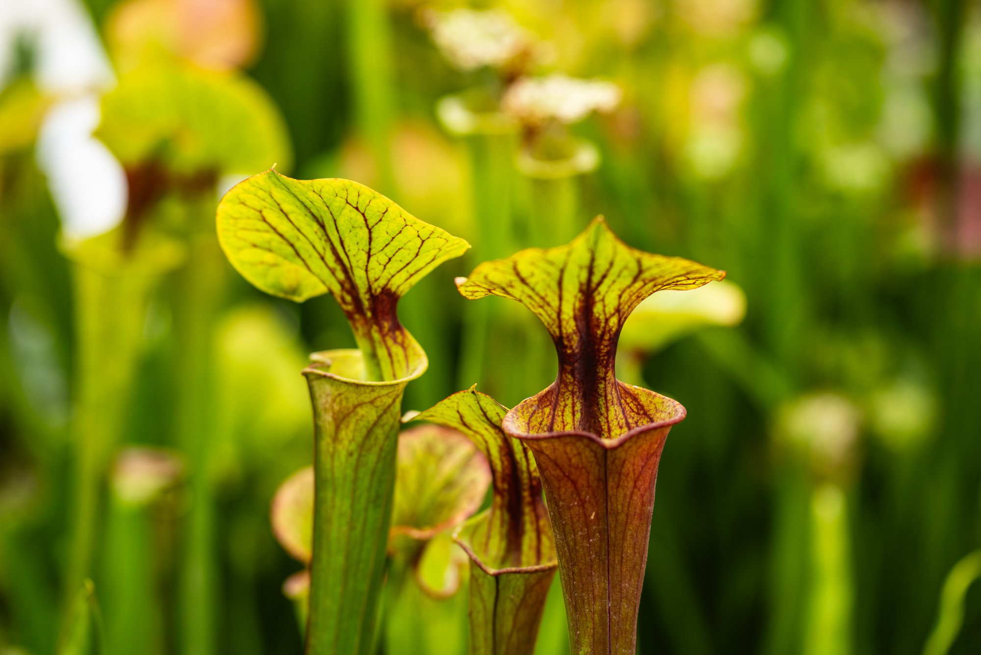 Botanical Gardens - 2500px-13.jpg