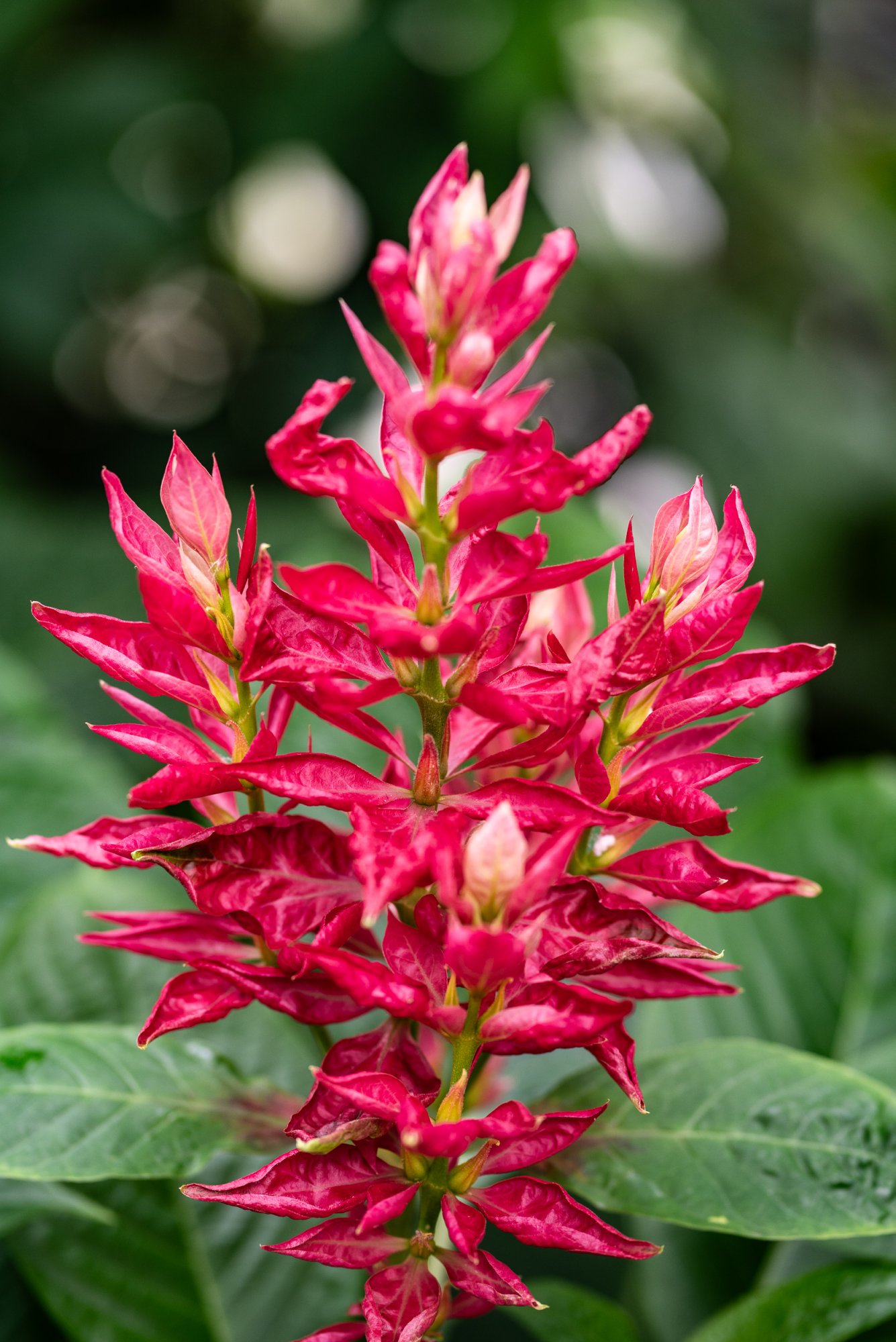 Botanical Gardens - 2500px-14.jpg