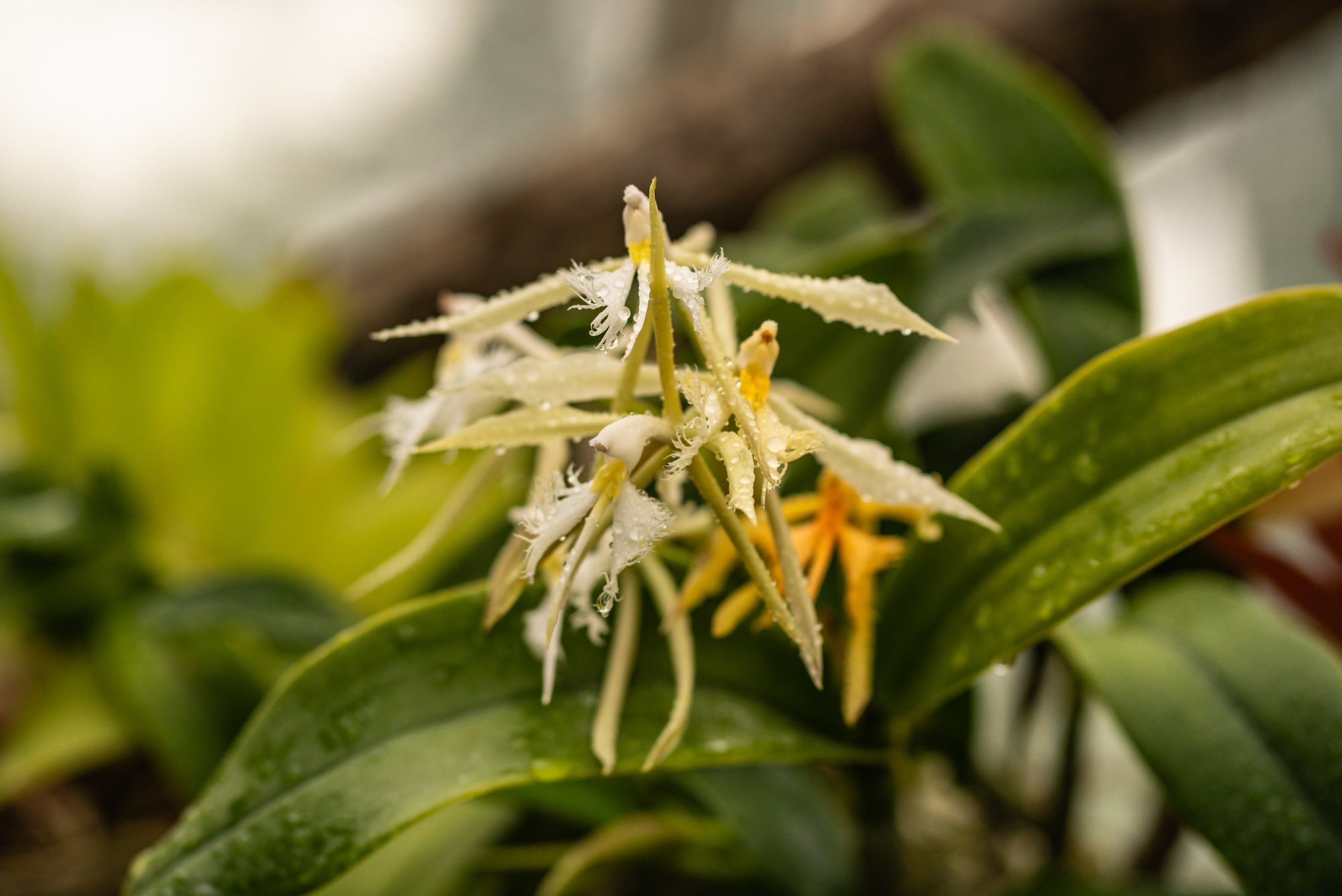 Botanical Gardens - 2500px-16.jpg