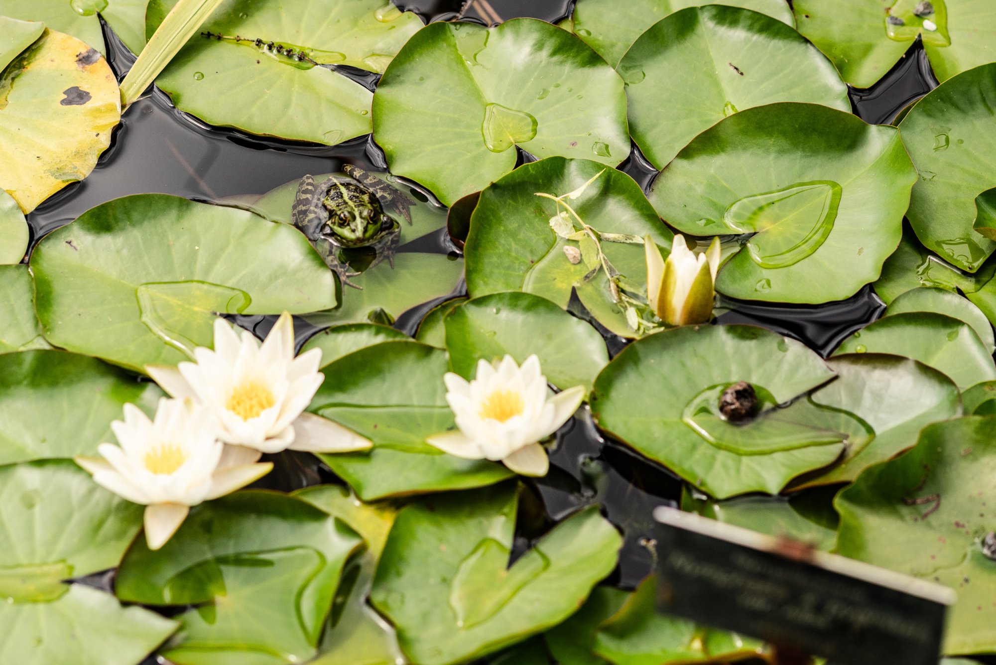 Botanical Gardens - 2500px-23.jpg