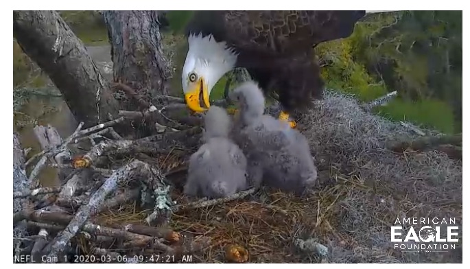 both NE FL eaglets doing fine.jpg