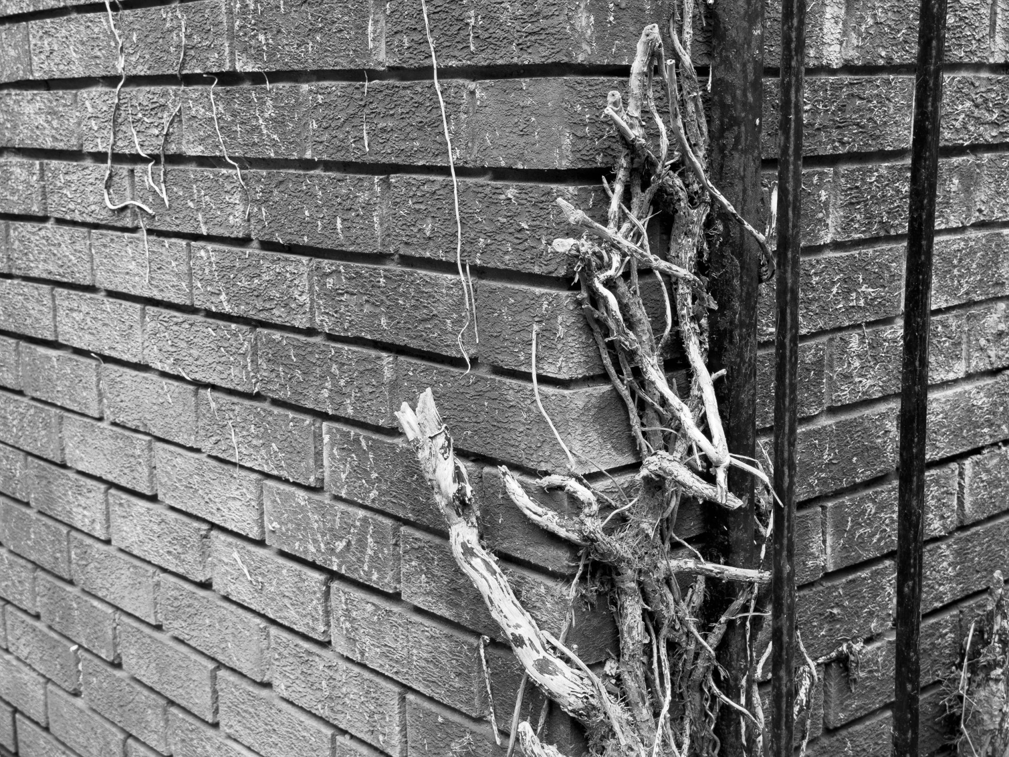 Bricks20251002-1.jpg
