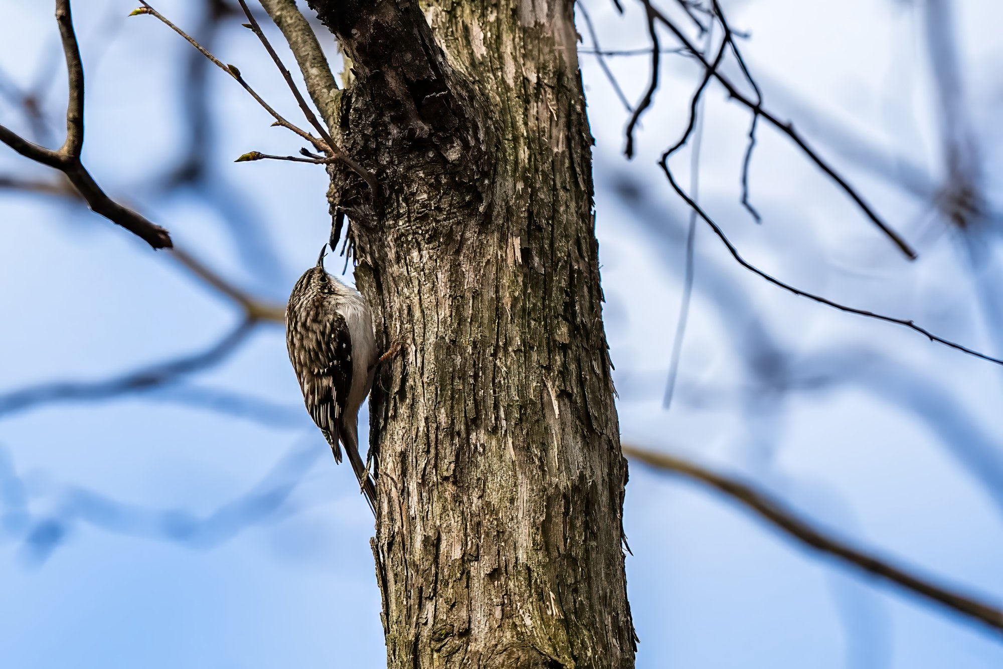 brown-creeper-0001web.jpg