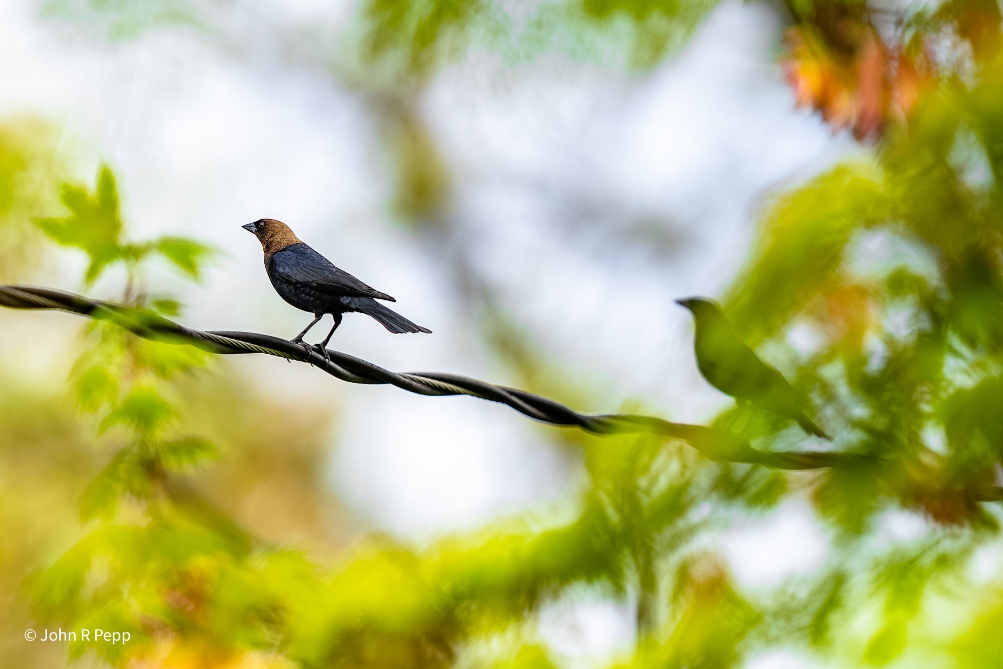 Brown-headed Cowbird-1.jpg