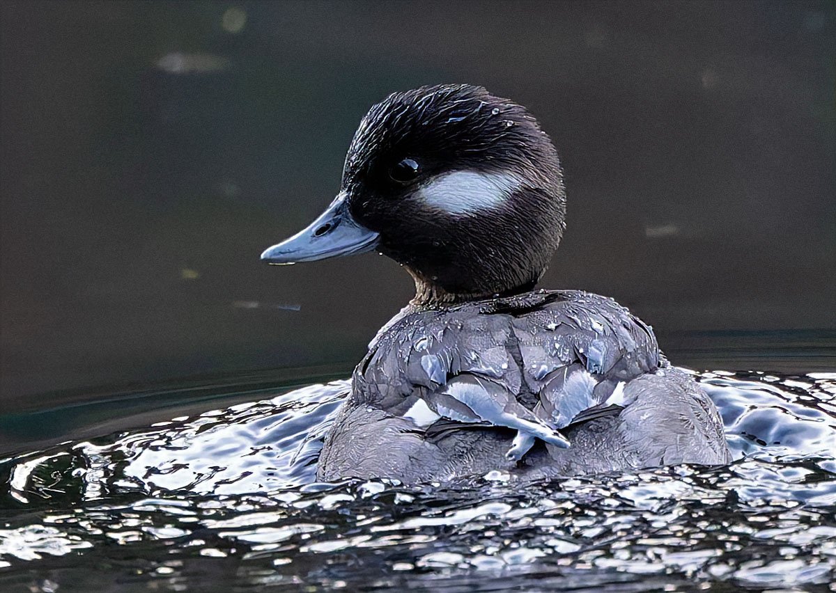 Bufflehead_GRH4630-20260204_1200p.jpg