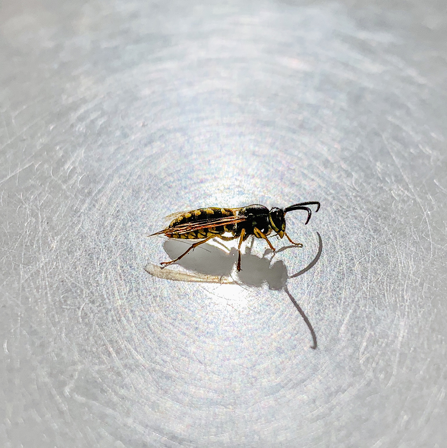 Bugya.jpg