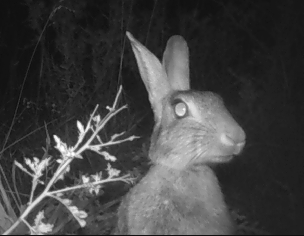 bunny.png