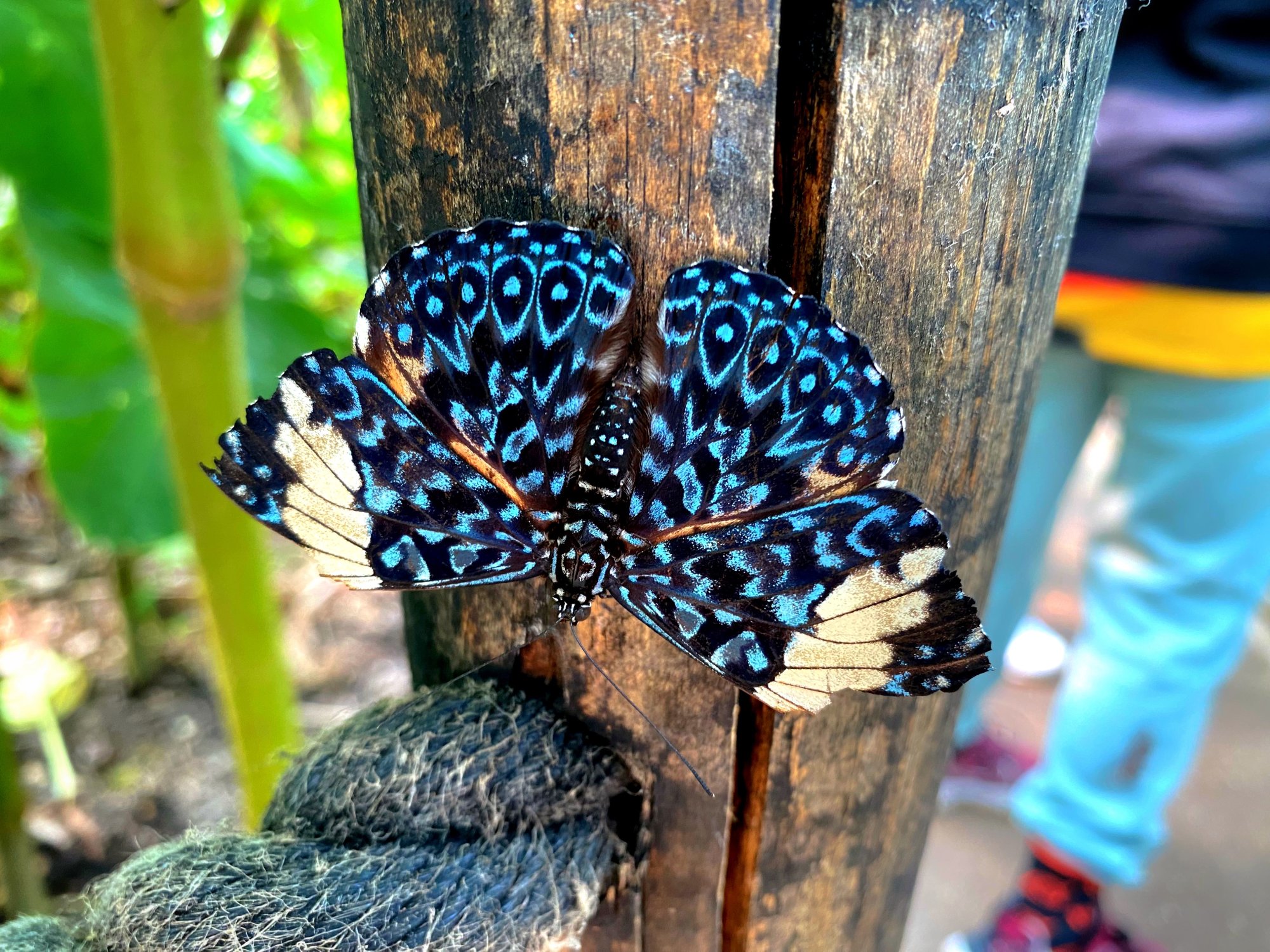 BUTTERFLY GARDENS AT MIDDLETON COMMON FARM - 07.04.23_14.jpg