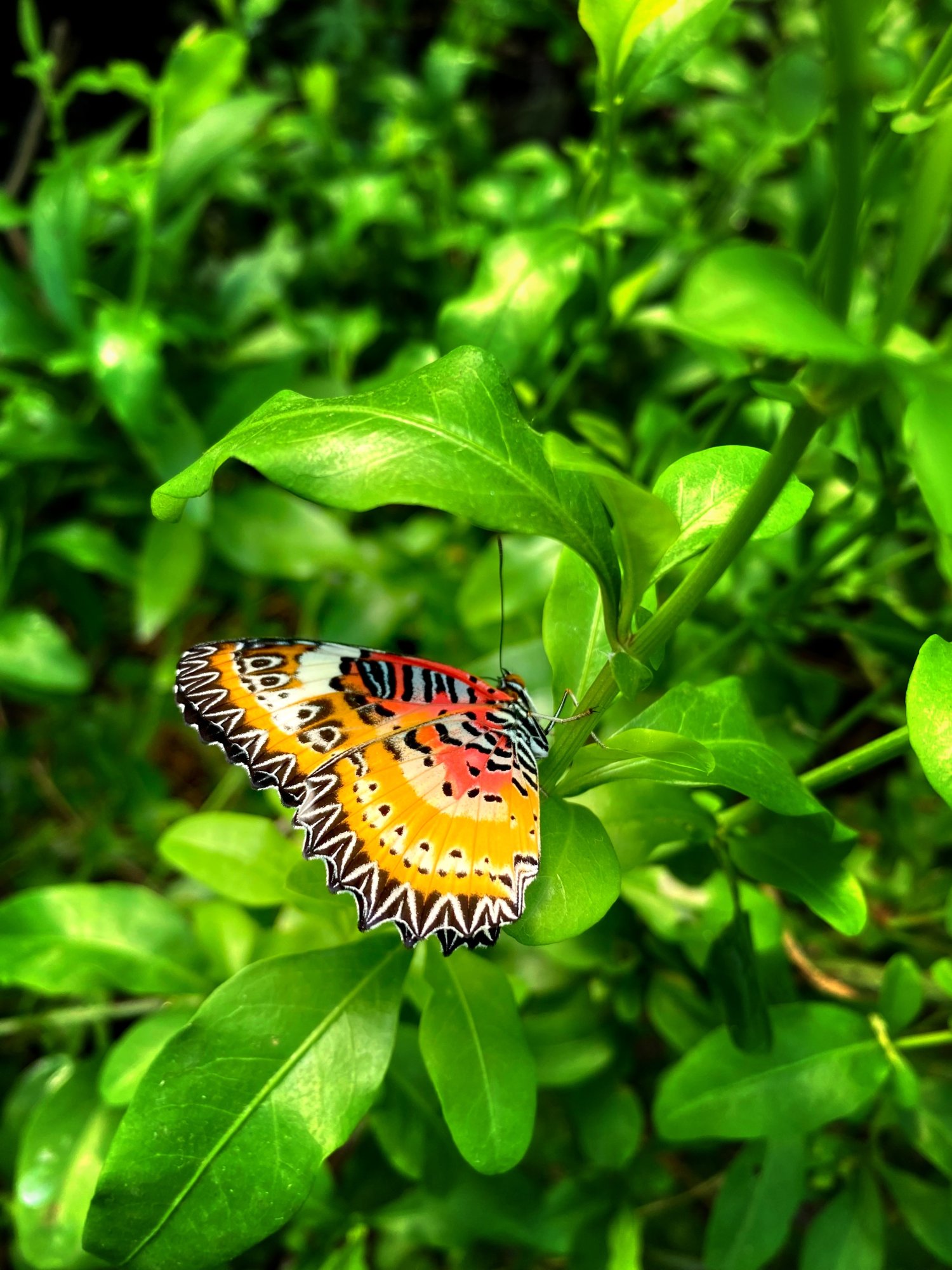 BUTTERFLY GARDENS AT MIDDLETON COMMON FARM - 07.04.23_32.jpg