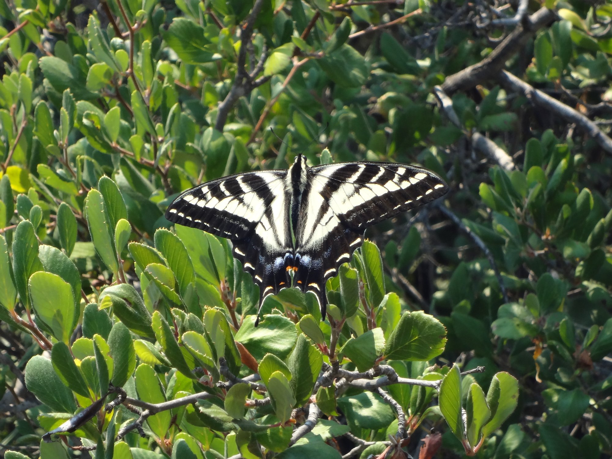 butterfly.JPG