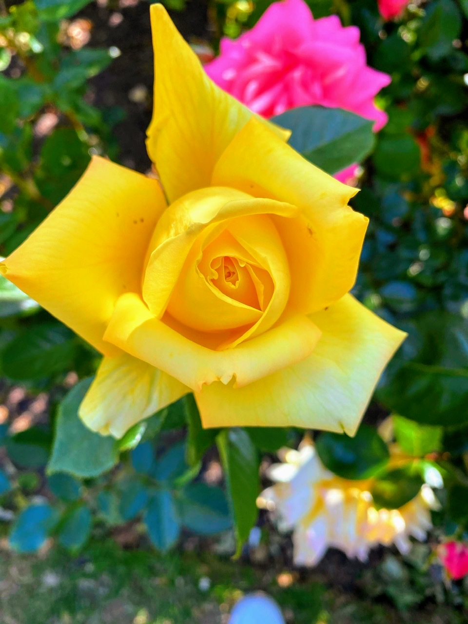 CA61DE30-BA0C-4180-A5F0-F1EB55A68D1C.jpeg