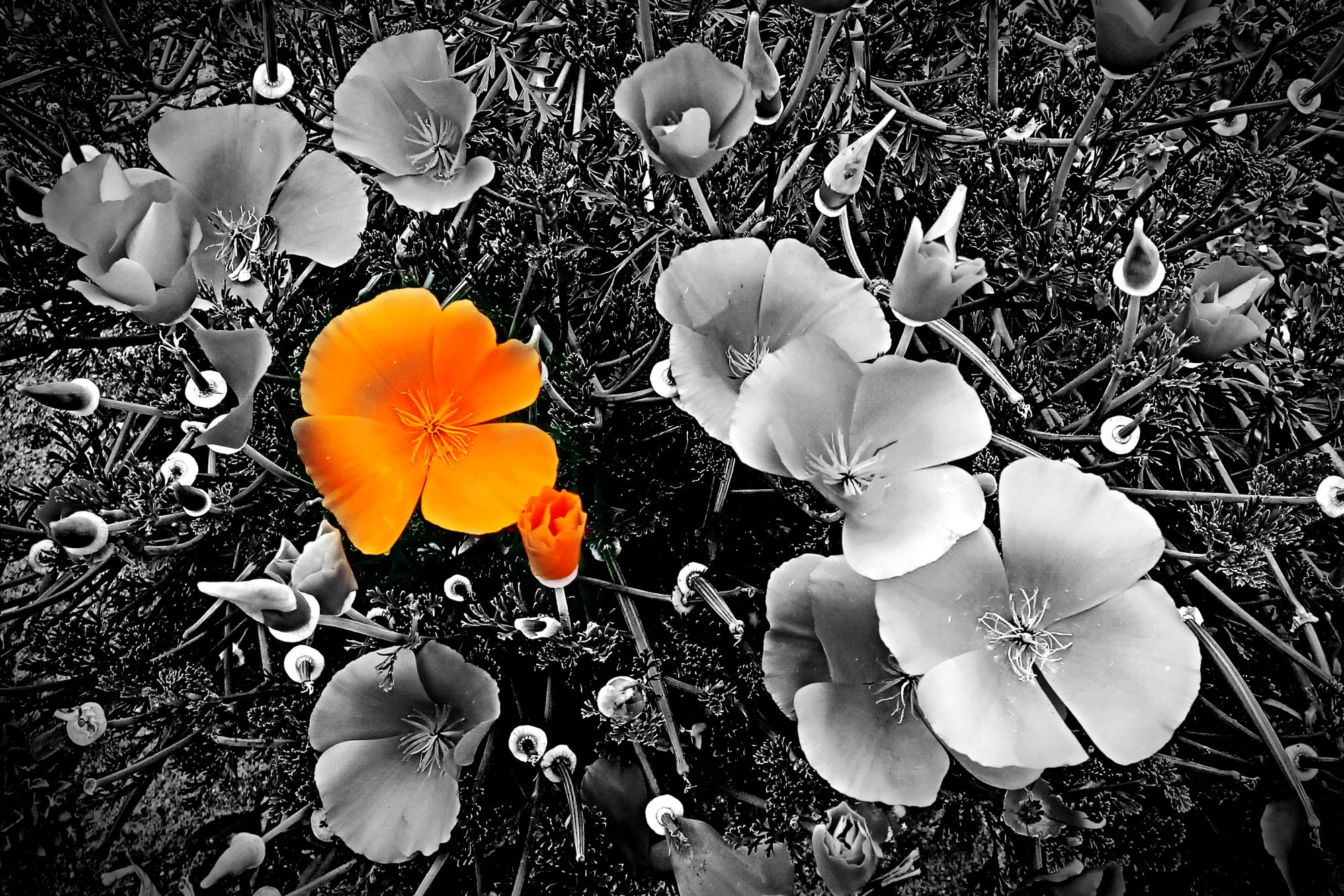 cal. poppy color pop.jpg