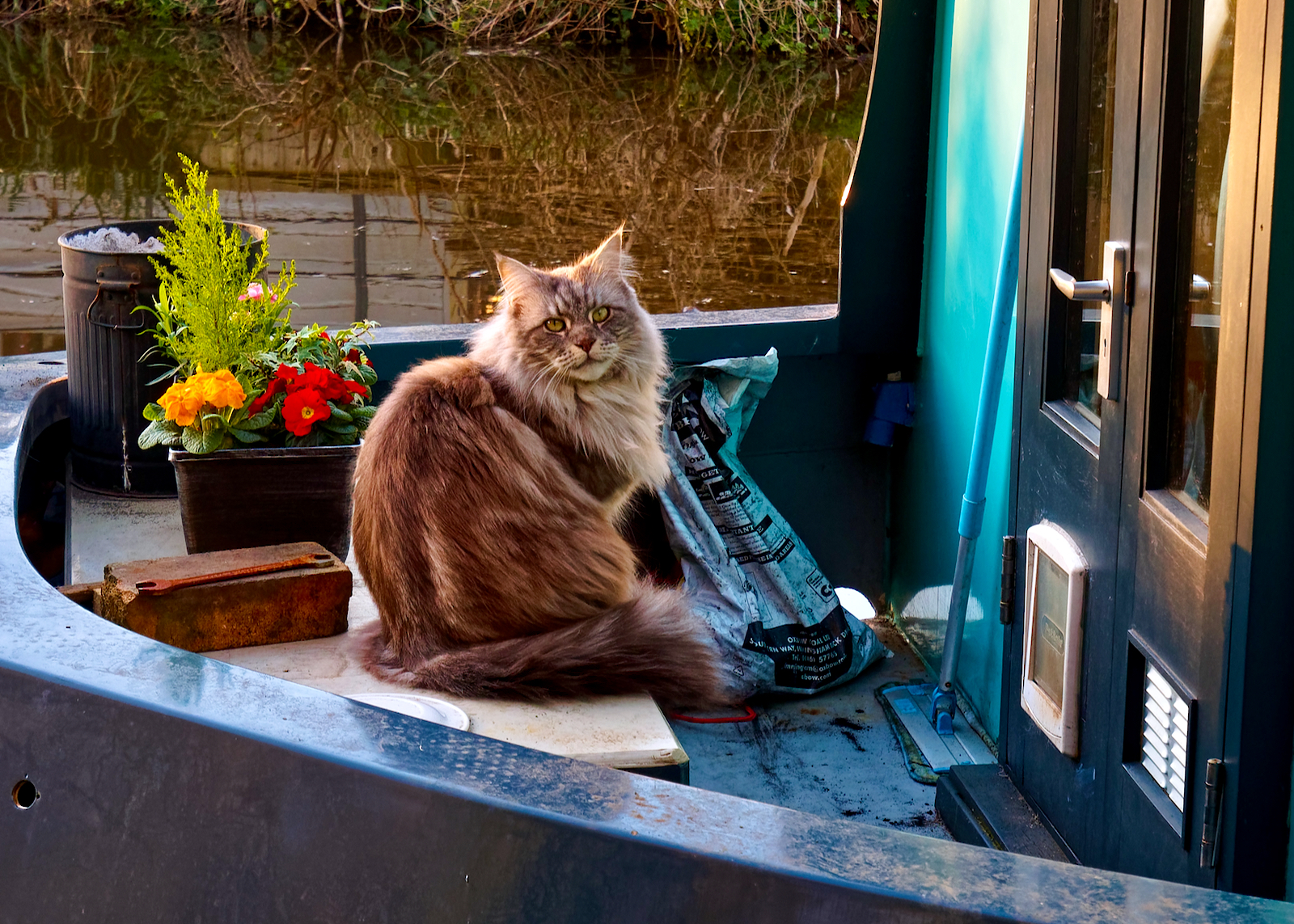 Canal Cat.jpeg