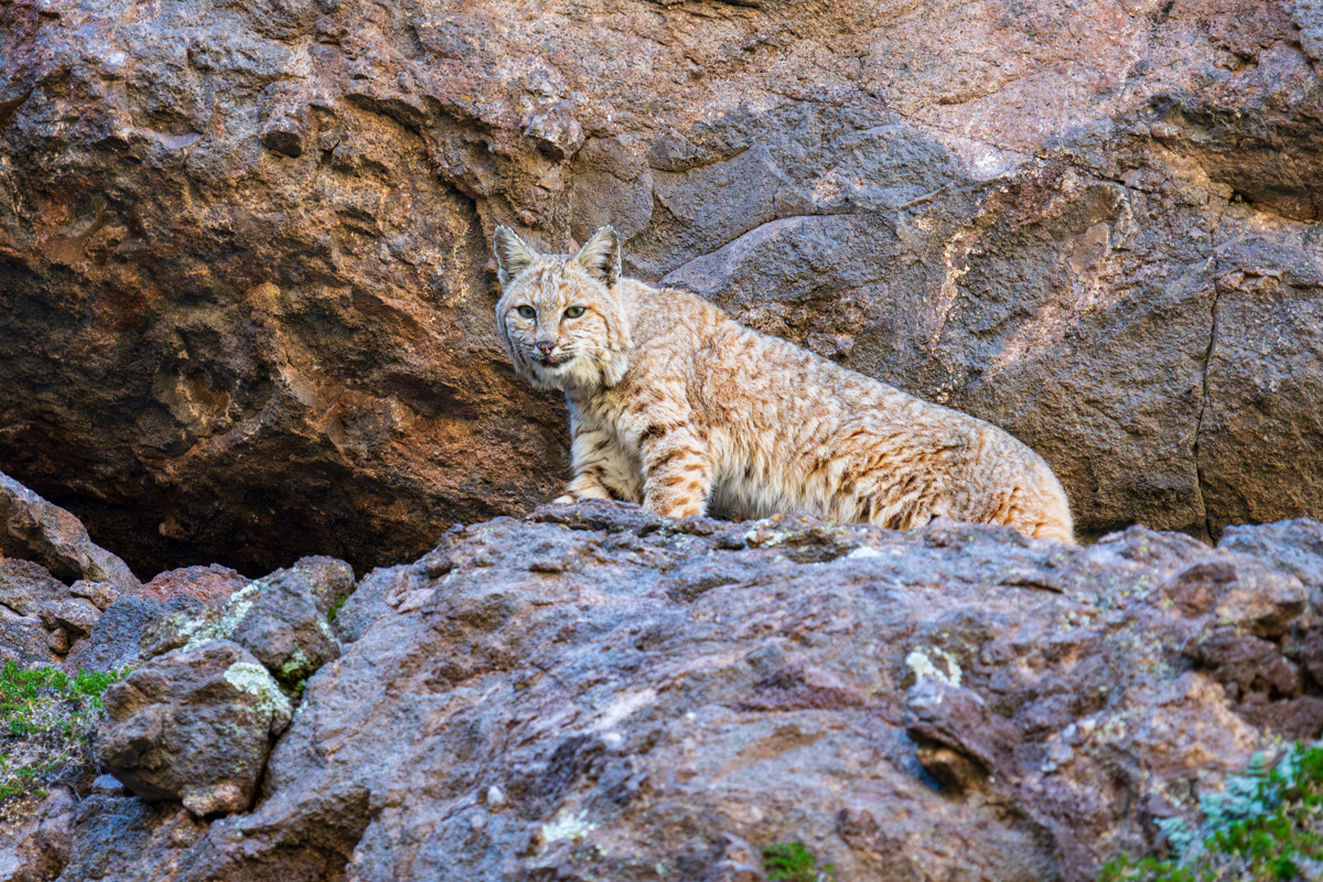 Canyon-Lake-240327-2179-Enhanced-NR.jpg