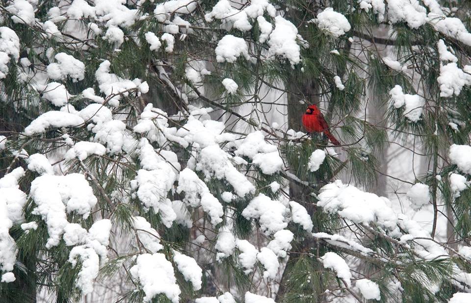 cardinal in winter.jpg