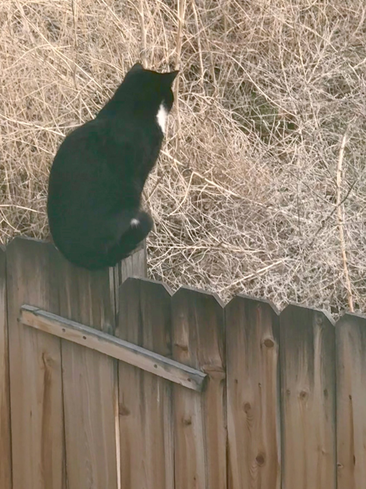 cat - 1.jpeg
