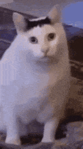 cat.gif