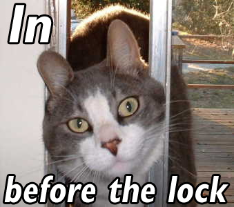 Cat In Before The Lock.jpg