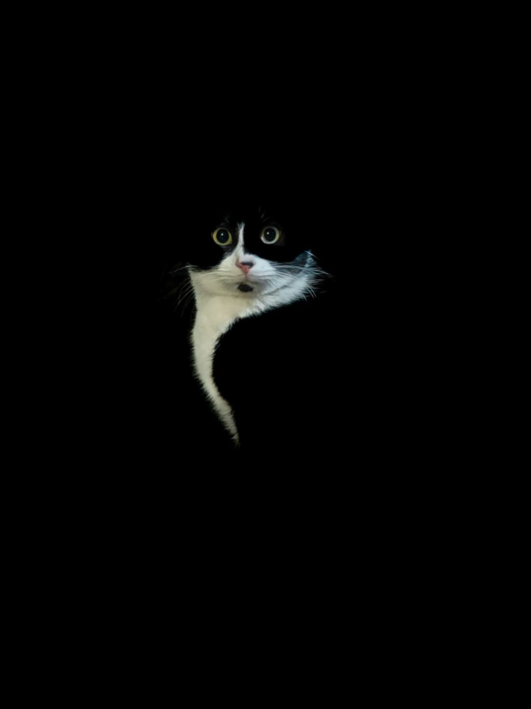 Cat.jpg