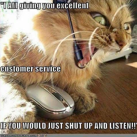 cat.jpg