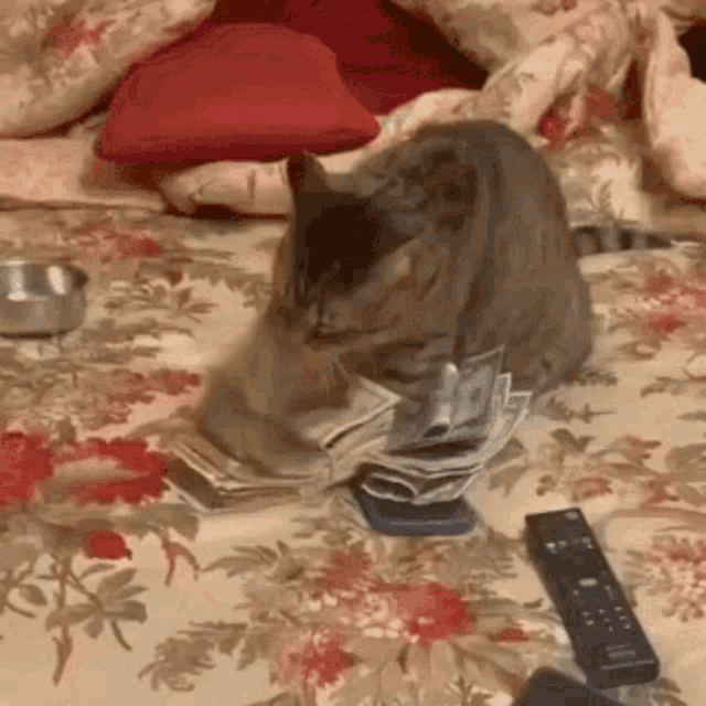 Cat Loot.gif