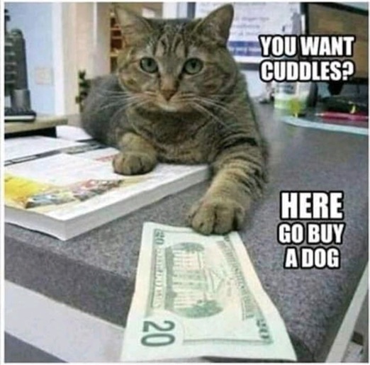Cat meme - Go buy a dog.jpg