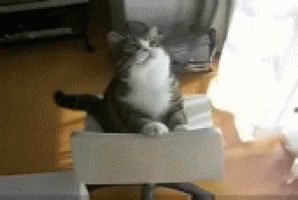 cat string.gif