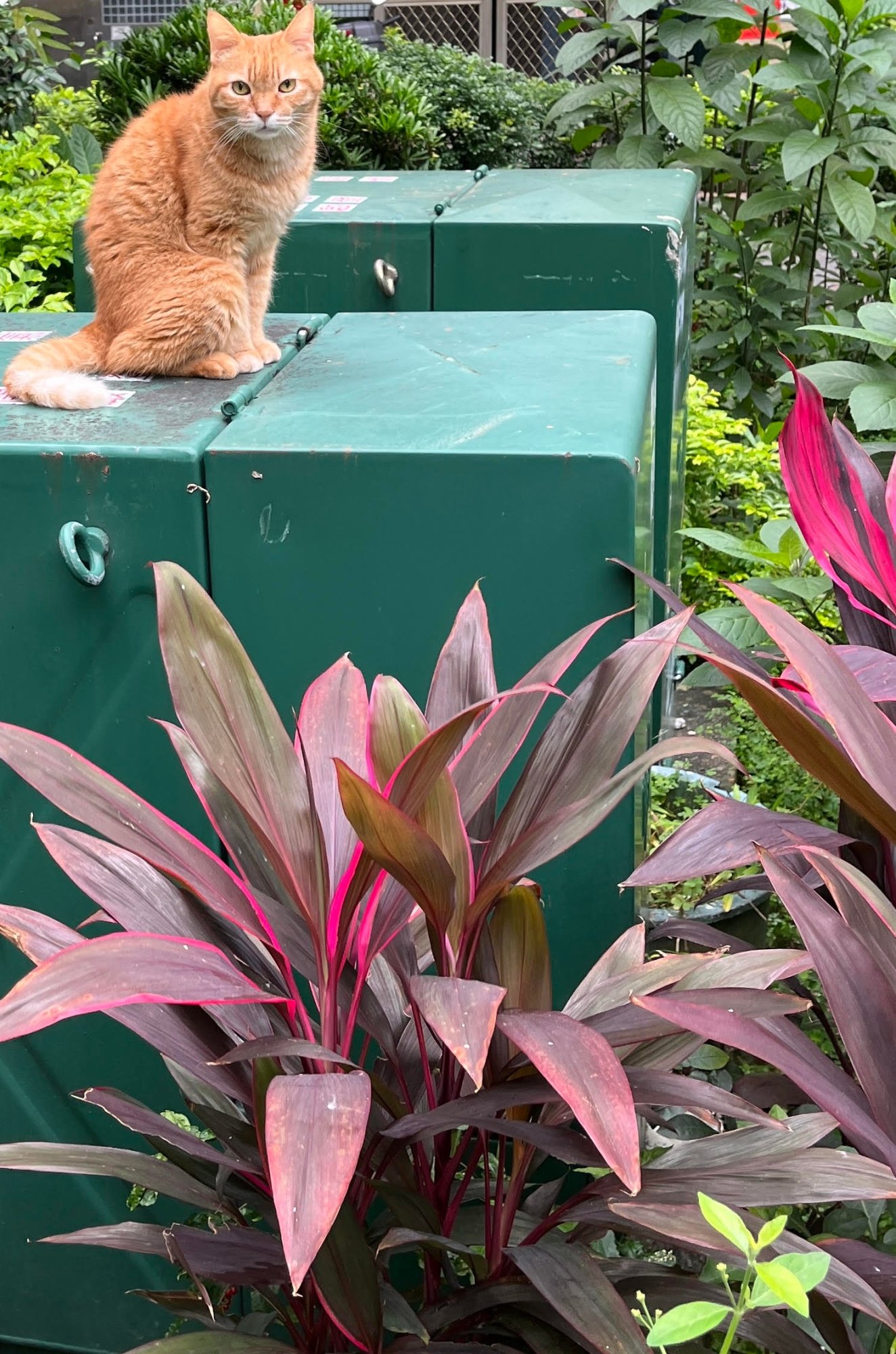 cat_original.jpg