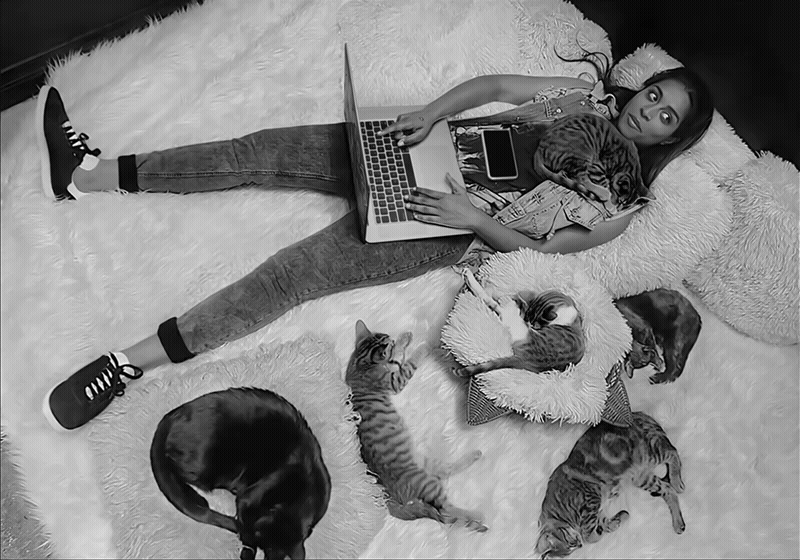 catreveal.gif