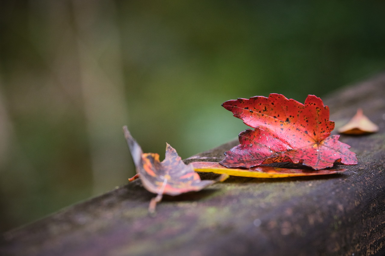 CC1F8674-447E-48A9-A382-A0294887E204.jpeg