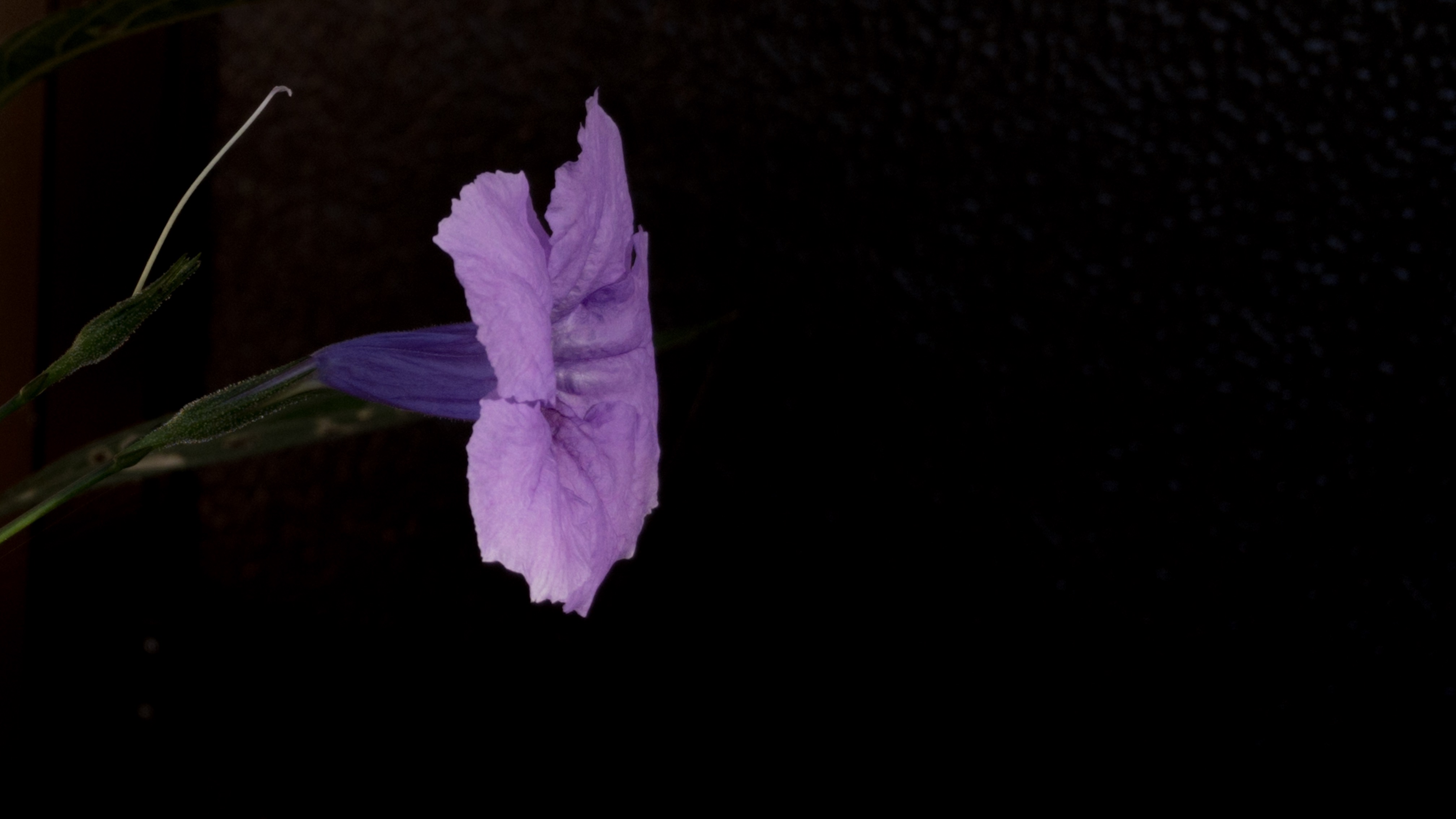 CD63528E-DF01-4D3B-A00C-E69DCC8E4034.jpeg