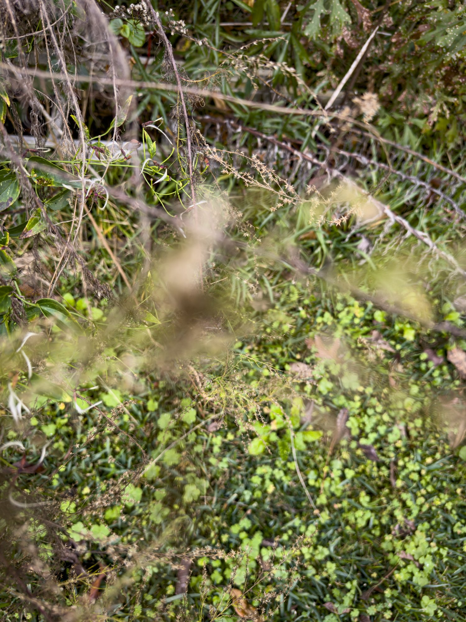 CE48EF3C-3B8C-4856-B114-40569502B550.jpeg
