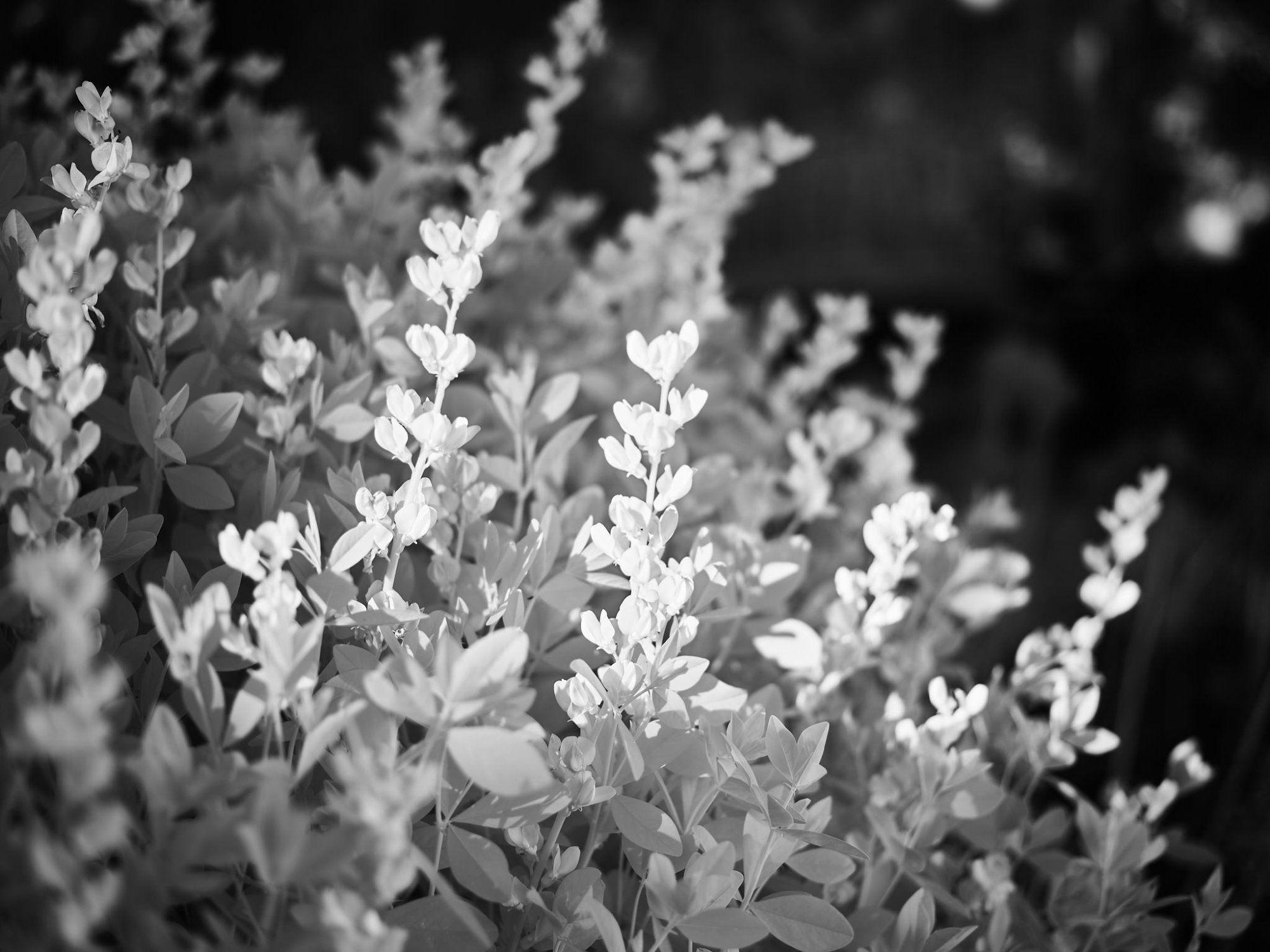 CF000983.jpg