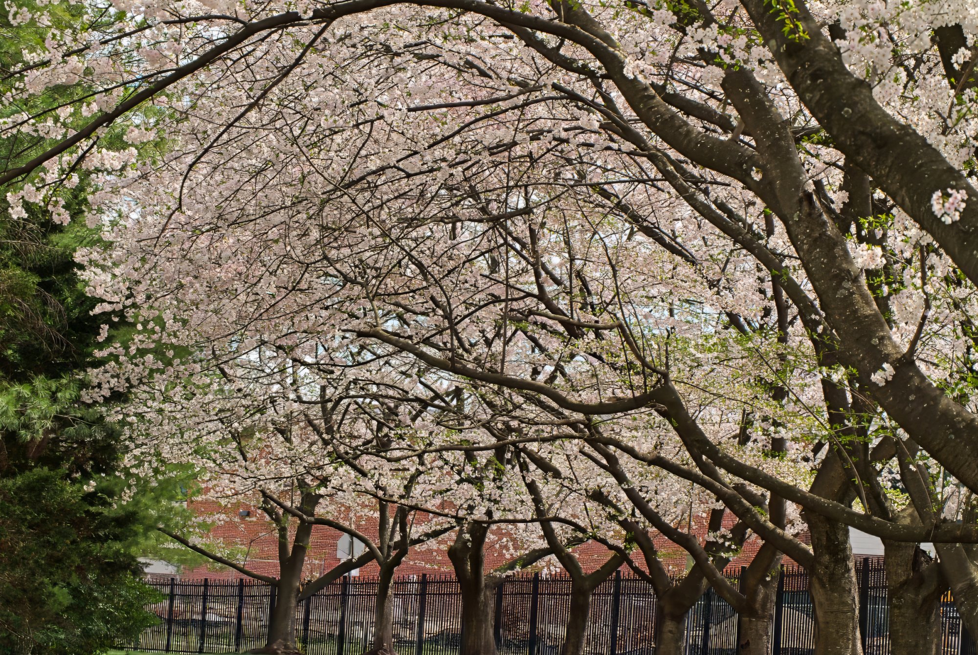 Cherry Blossom Trees in Full Bloom.jpeg