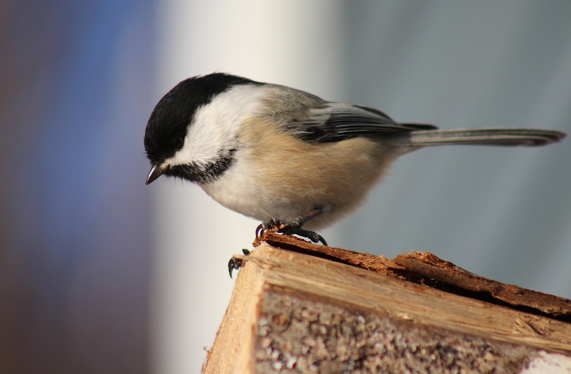 chickadee closeup.JPG