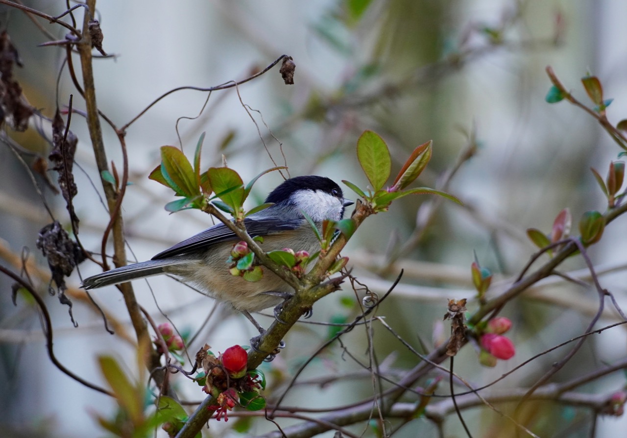 Chickadee.jpg