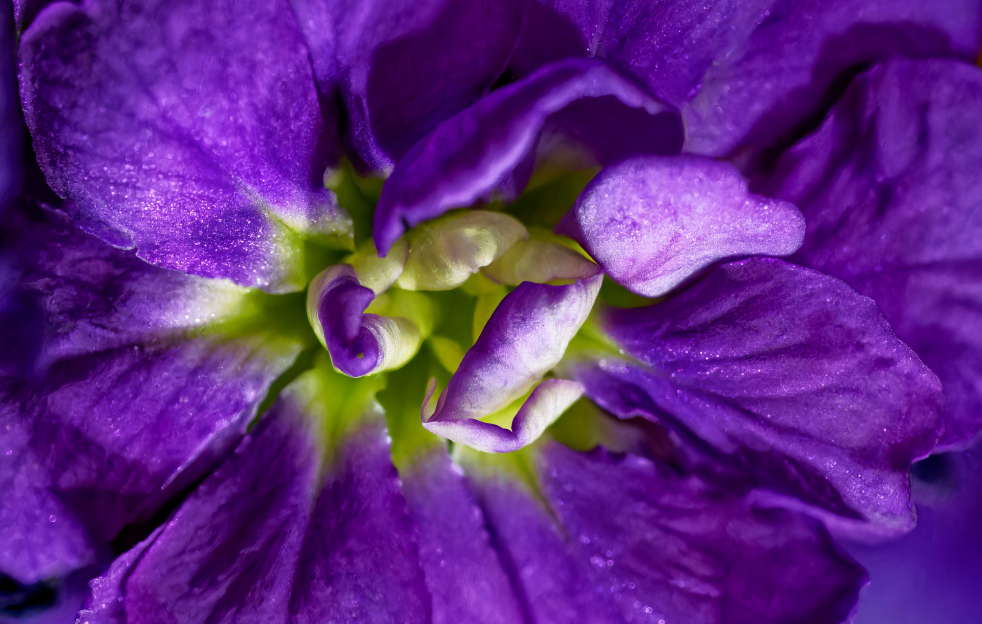 Closeup in Purple and Green.jpeg