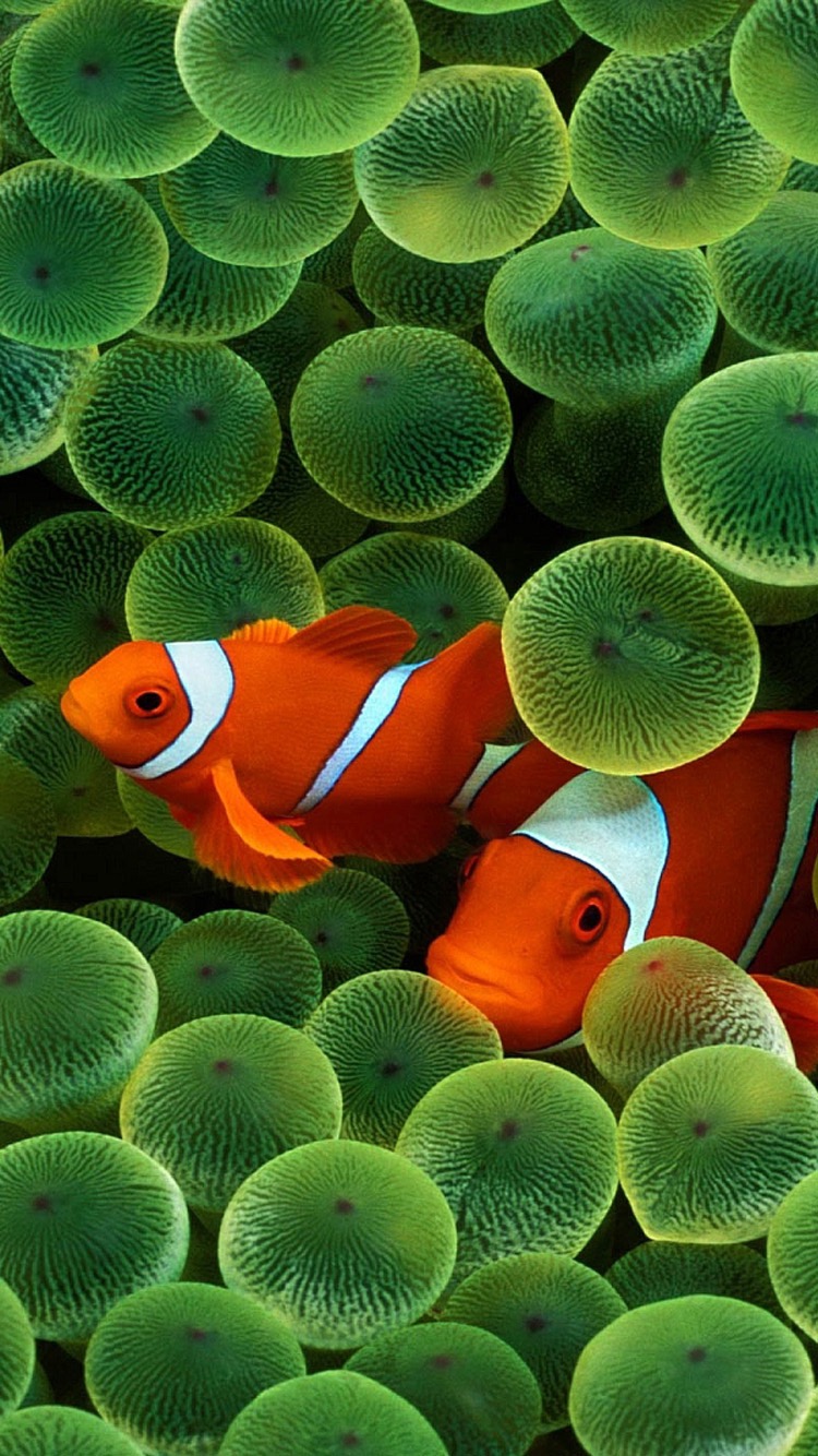 Clownfish.jpeg