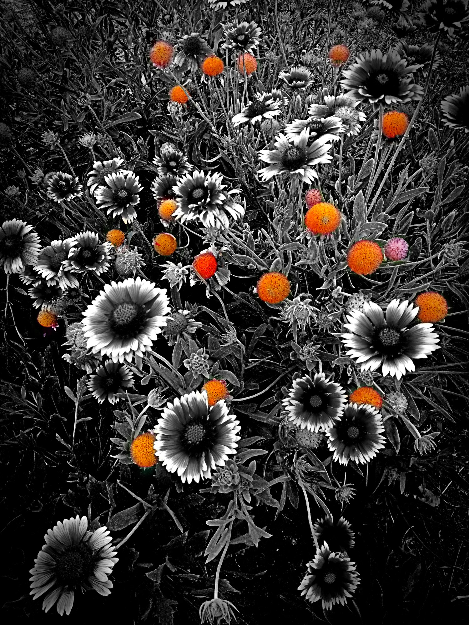 color pop flower balls.jpg