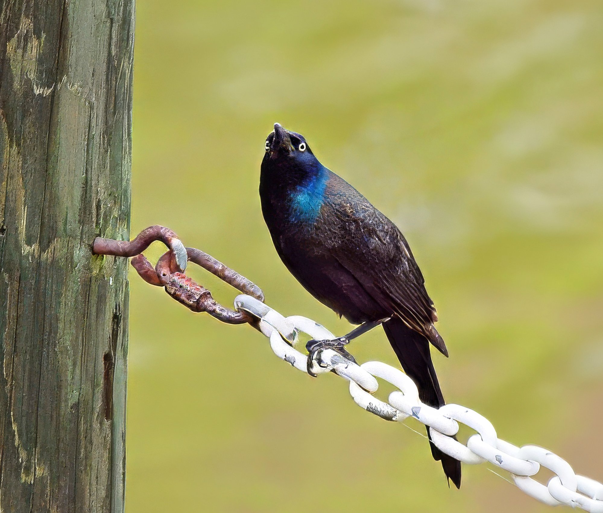 Common Grackle on a Pier Chain.jpeg