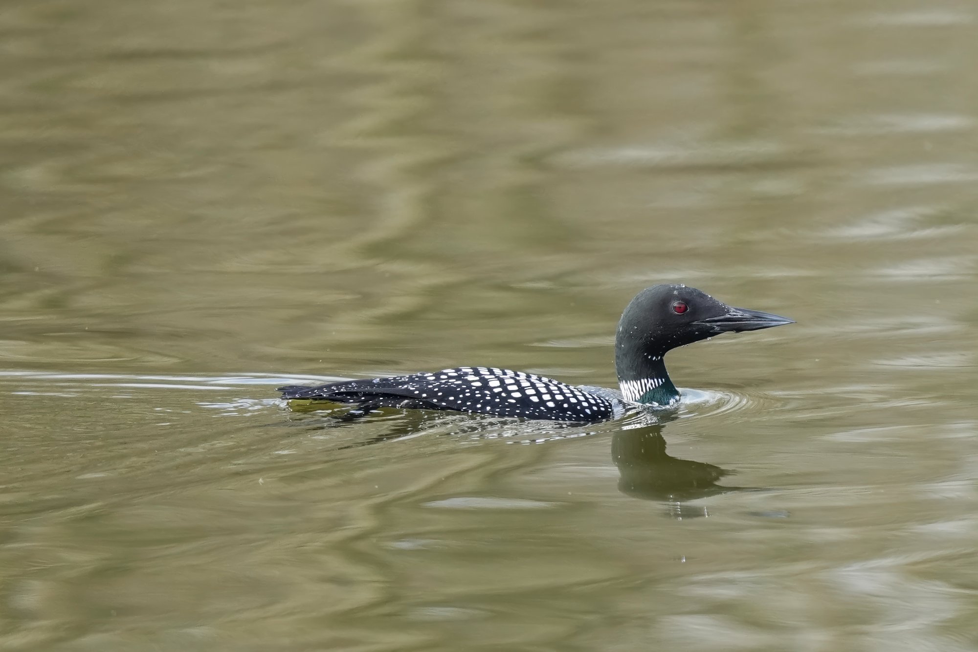 common-loon-0007-small.jpg