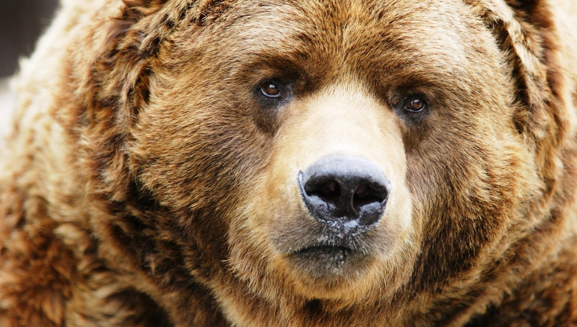 Concerned Bear.jpg