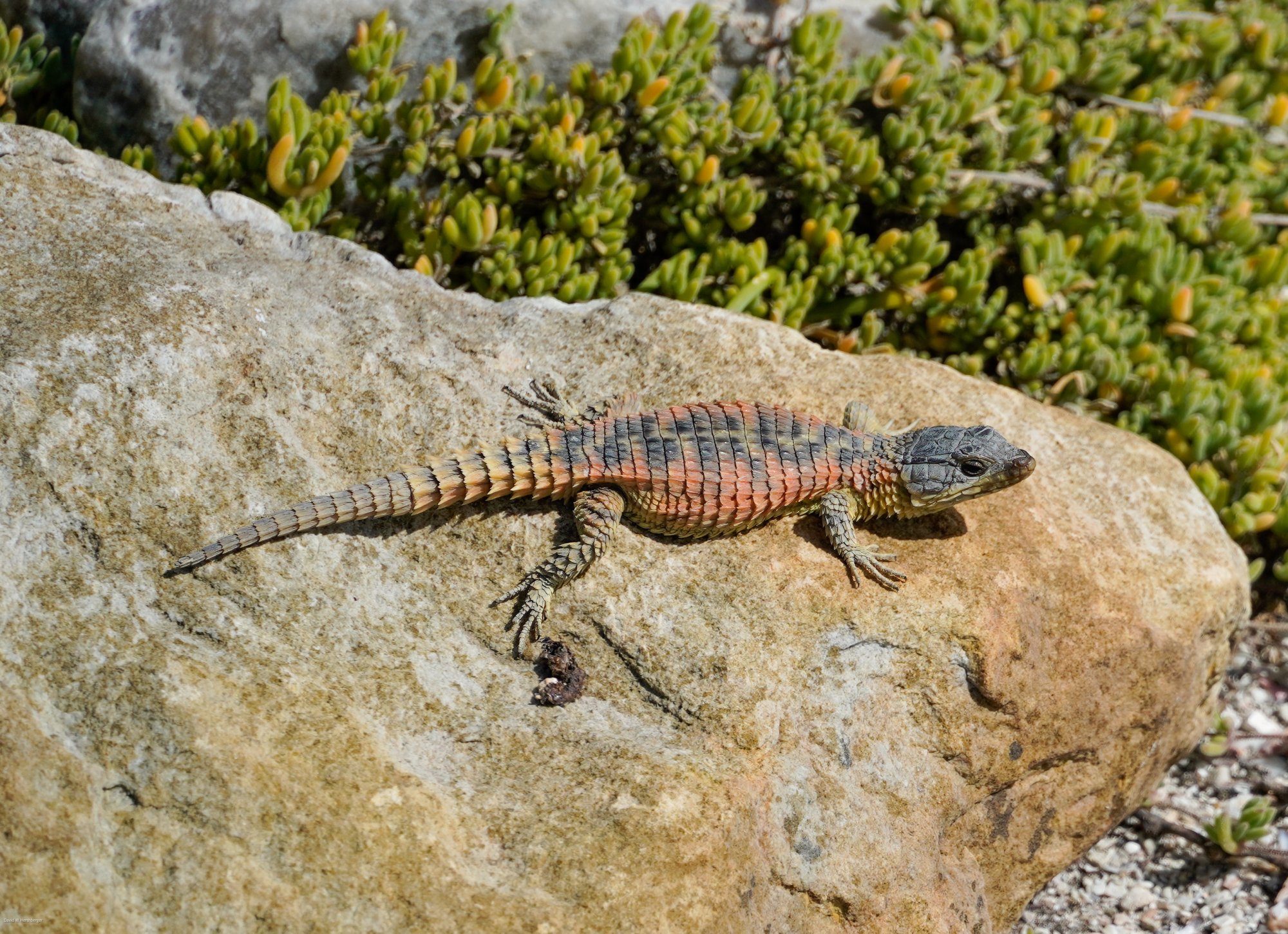 Cordylus cordylus.jpg