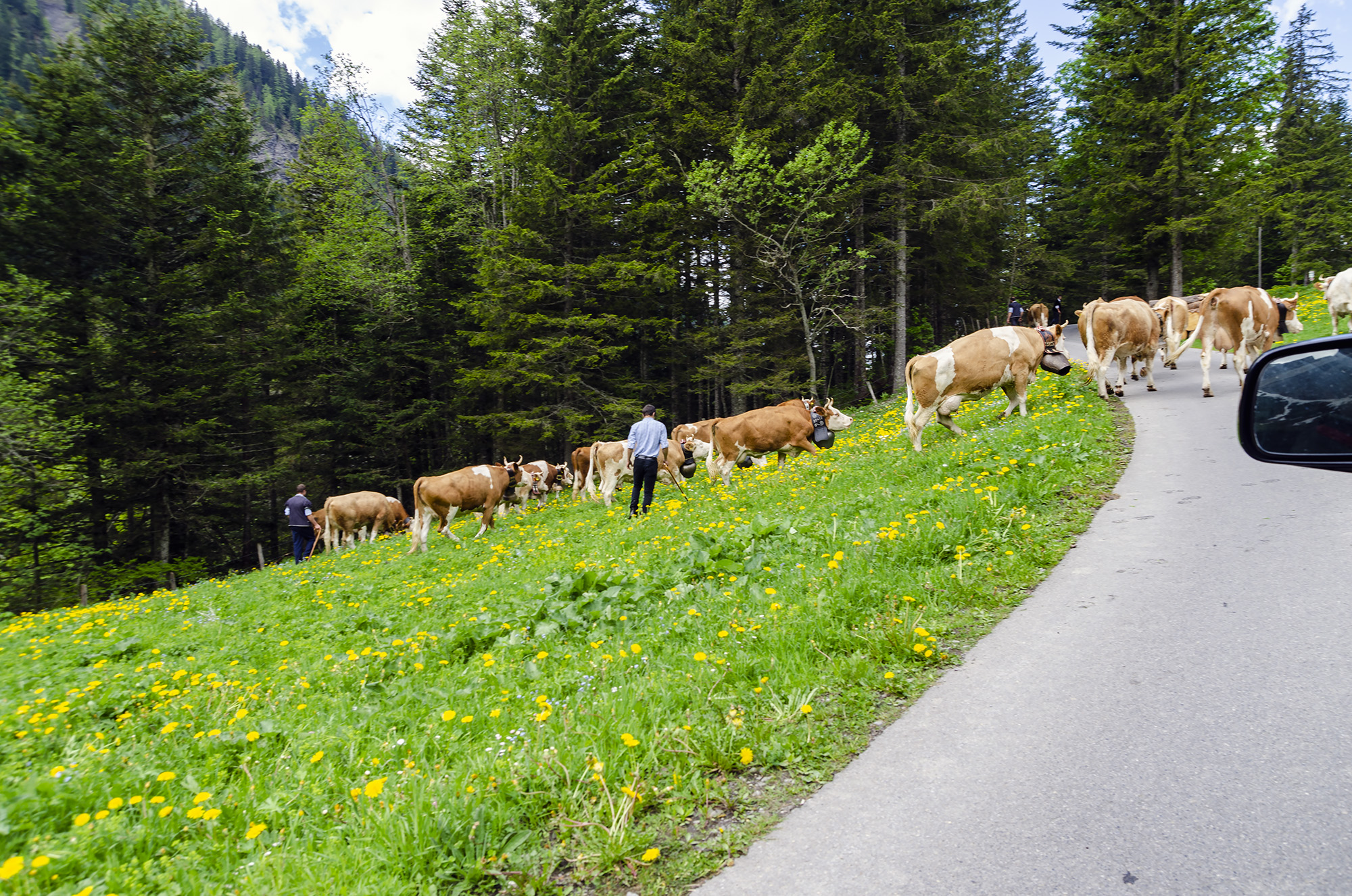 Cows-2000px.jpg