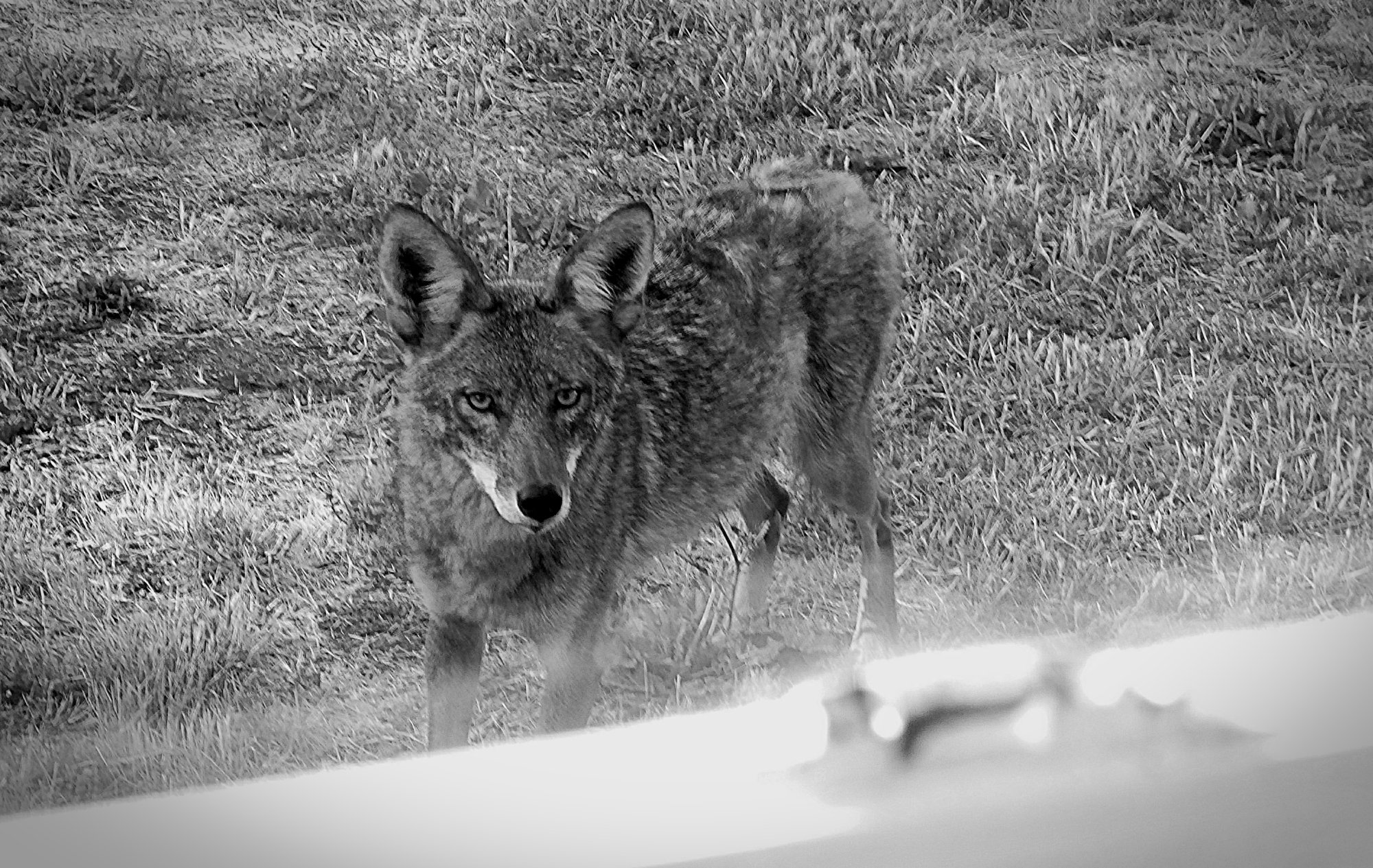 coyote at window 2xxbw3v.jpg