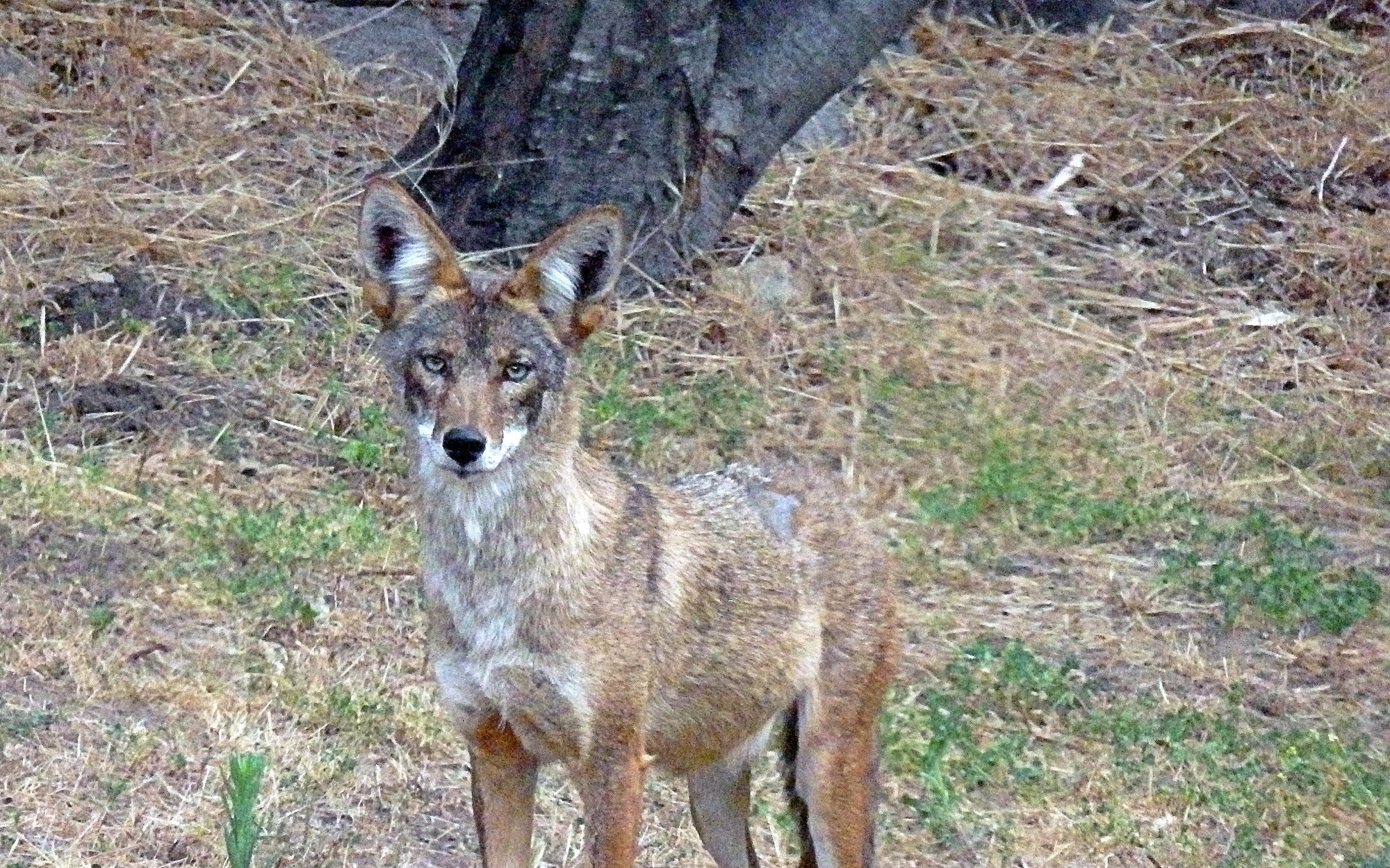 coyote facing 2 7.31.22x.jpg