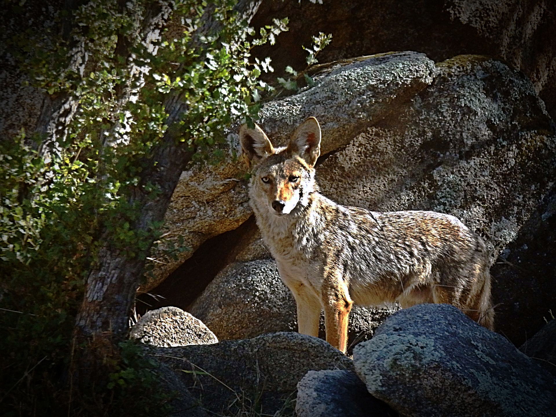 coyote in rock outcropping behind house xv2.jpg
